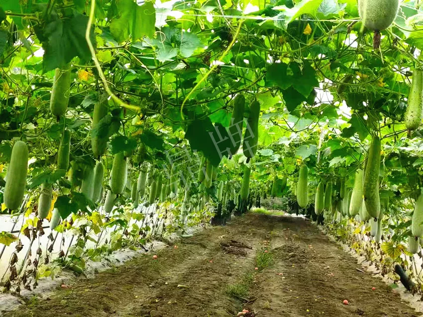 什么品種的冬瓜按個(gè)買？?jī)r(jià)格是同期黑皮冬瓜五倍