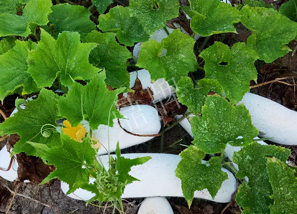 什么品種的冬瓜按個(gè)買？?jī)r(jià)格是同期黑皮冬瓜五倍