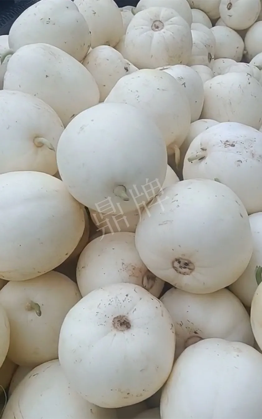 河南焦作的李向林今年種植甜瓜新品種，客戶直接拉貨走人