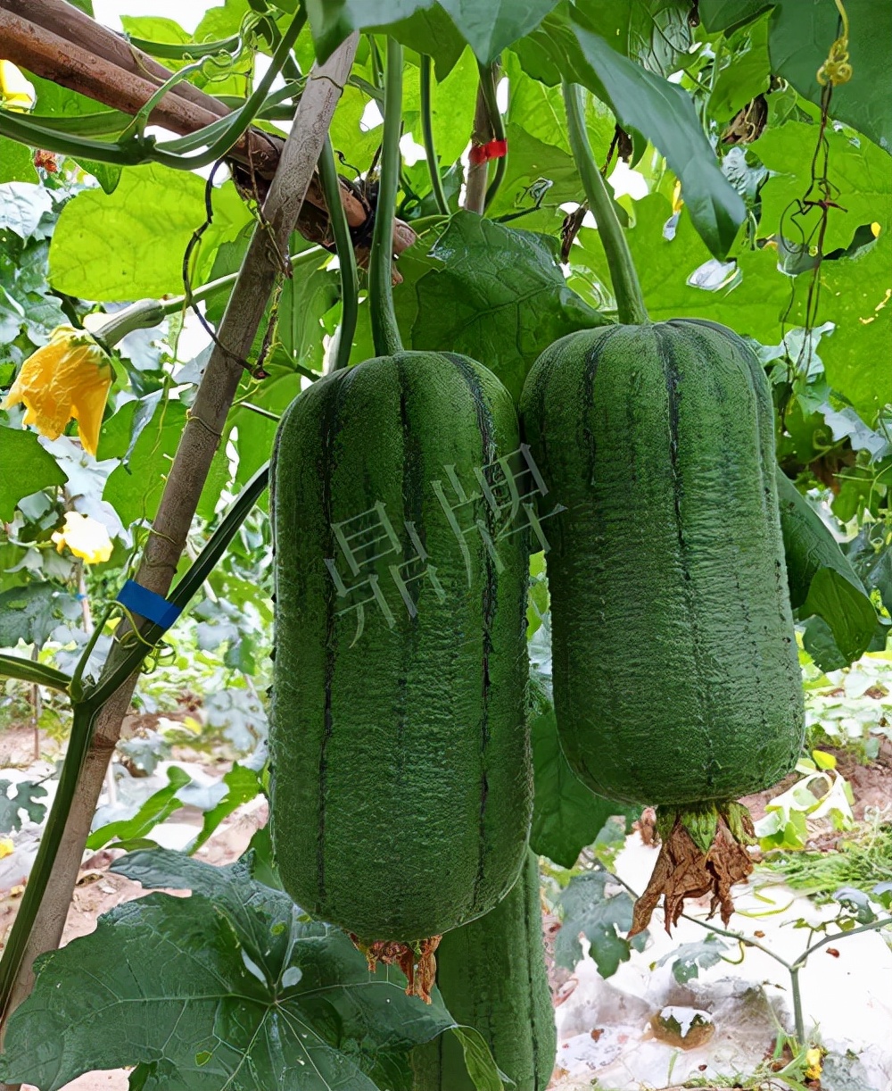 臺(tái)州的曾方明試種新品種，畝收入超過6萬元