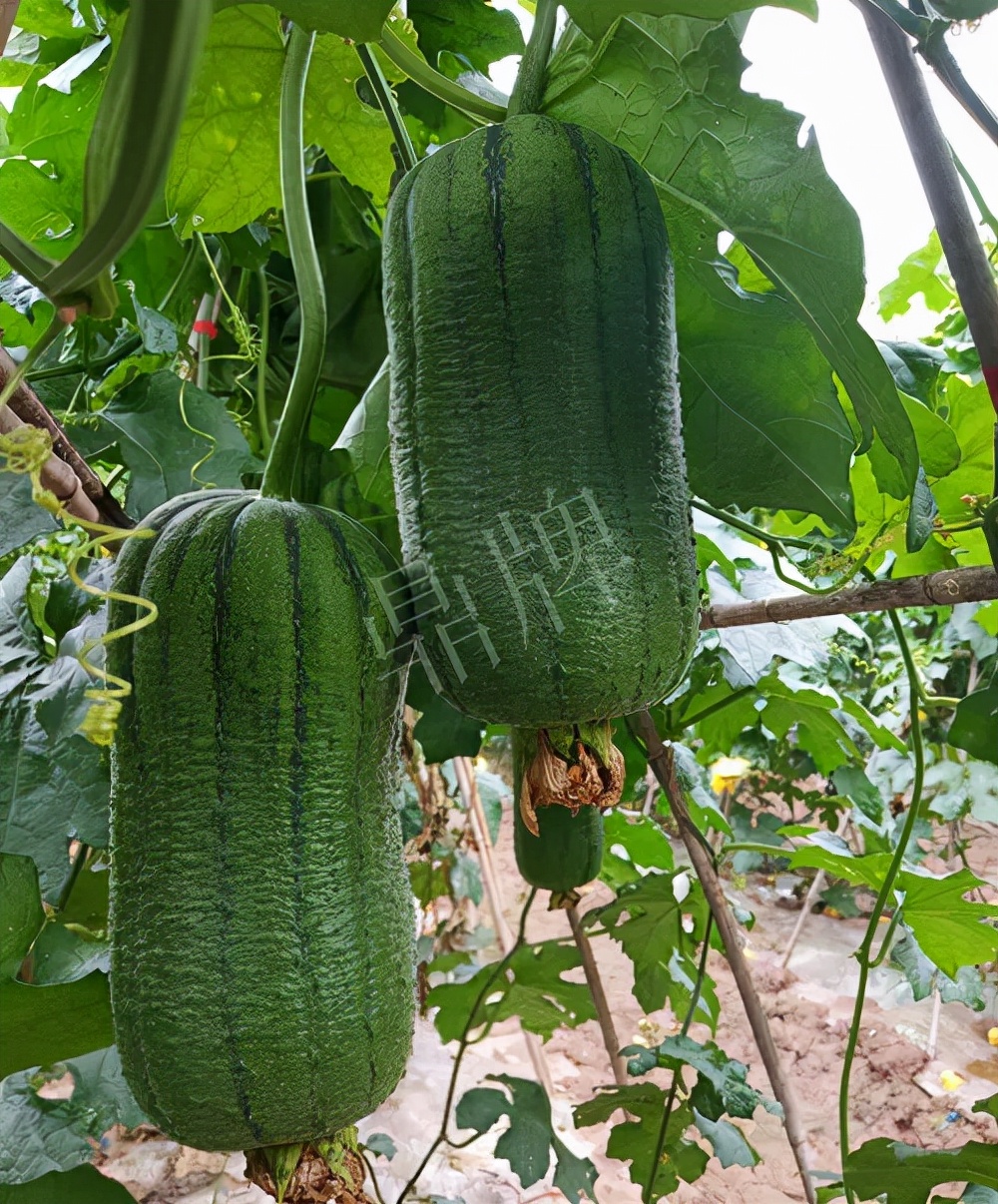 臺(tái)州的曾方明試種新品種，畝收入超過6萬元