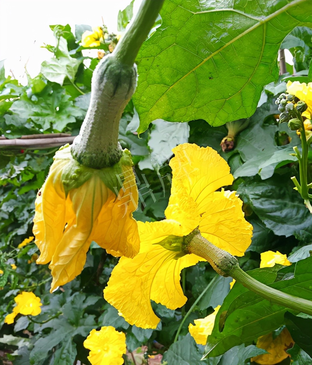 臺(tái)州的曾方明試種新品種，畝收入超過6萬元