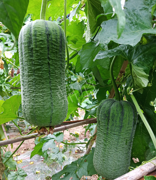 臺(tái)州的曾方明試種新品種，畝收入超過6萬元