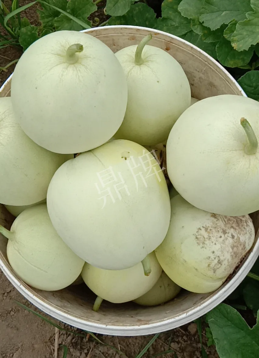 其他品種的甜瓜2塊1斤都賣不動，我的玉奶香2號甜瓜2塊5直接搶