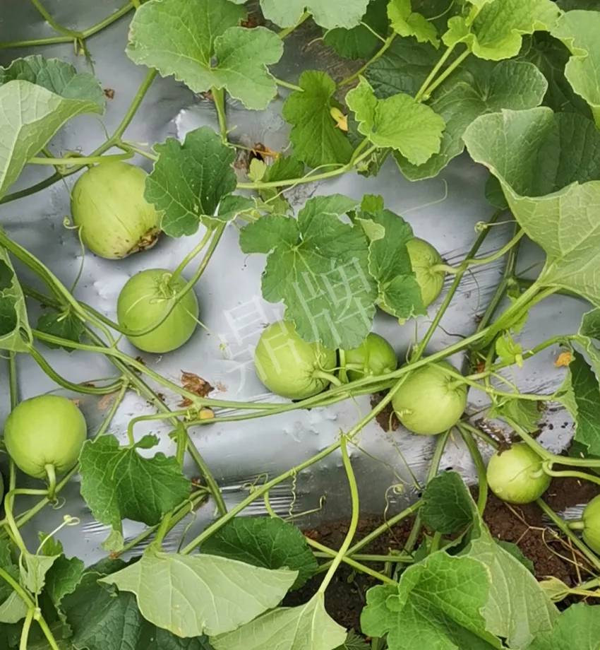 其他品種的甜瓜2塊1斤都賣不動，我的玉奶香2號甜瓜2塊5直接搶