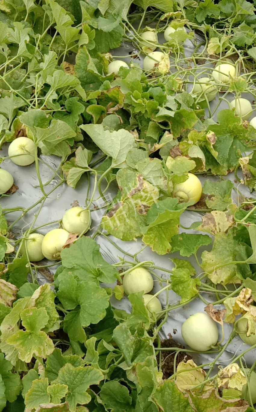 其他品種的甜瓜2塊1斤都賣不動，我的玉奶香2號甜瓜2塊5直接搶