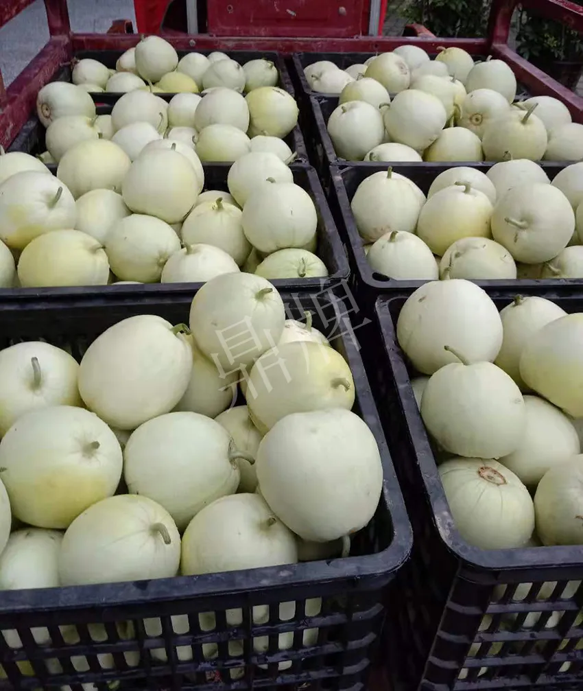 其他品種的甜瓜2塊1斤都賣不動，我的玉奶香2號甜瓜2塊5直接搶