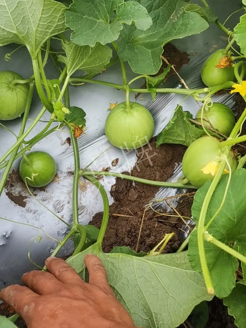 其他品種的甜瓜2塊1斤都賣不動，我的玉奶香2號甜瓜2塊5直接搶