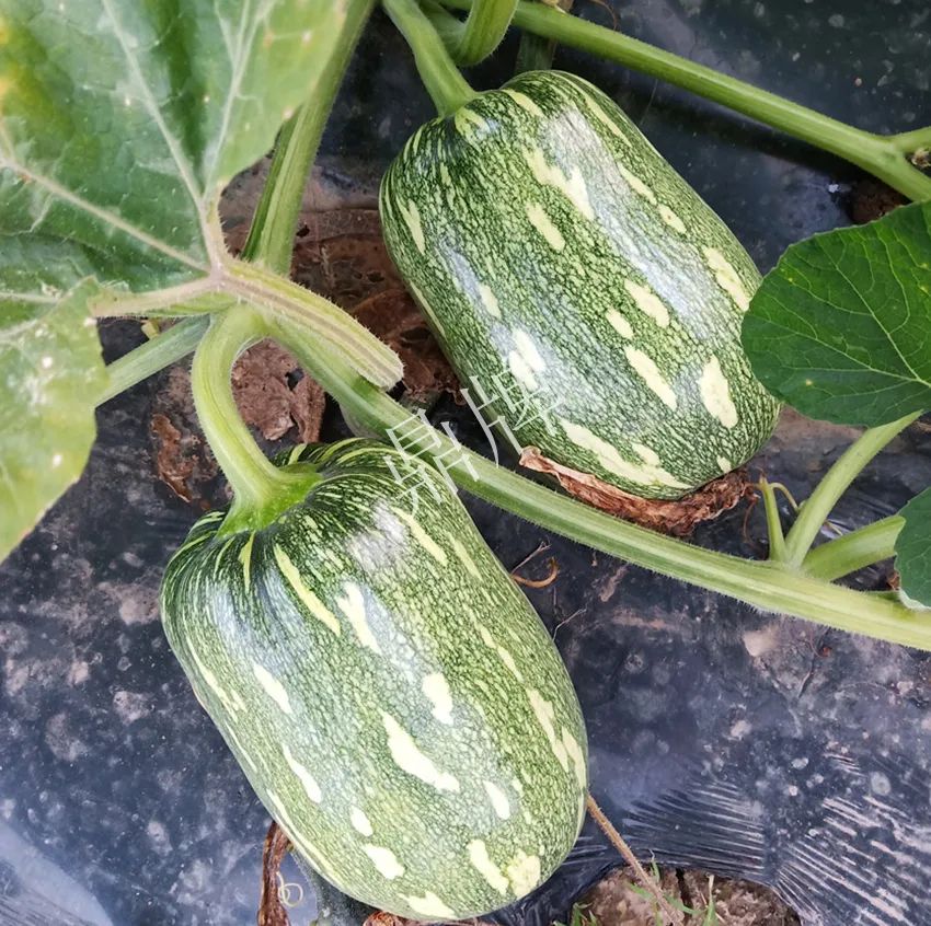 襄陽農(nóng)民“押寶”押對(duì)了，這個(gè)品種幫他賺了2倍錢