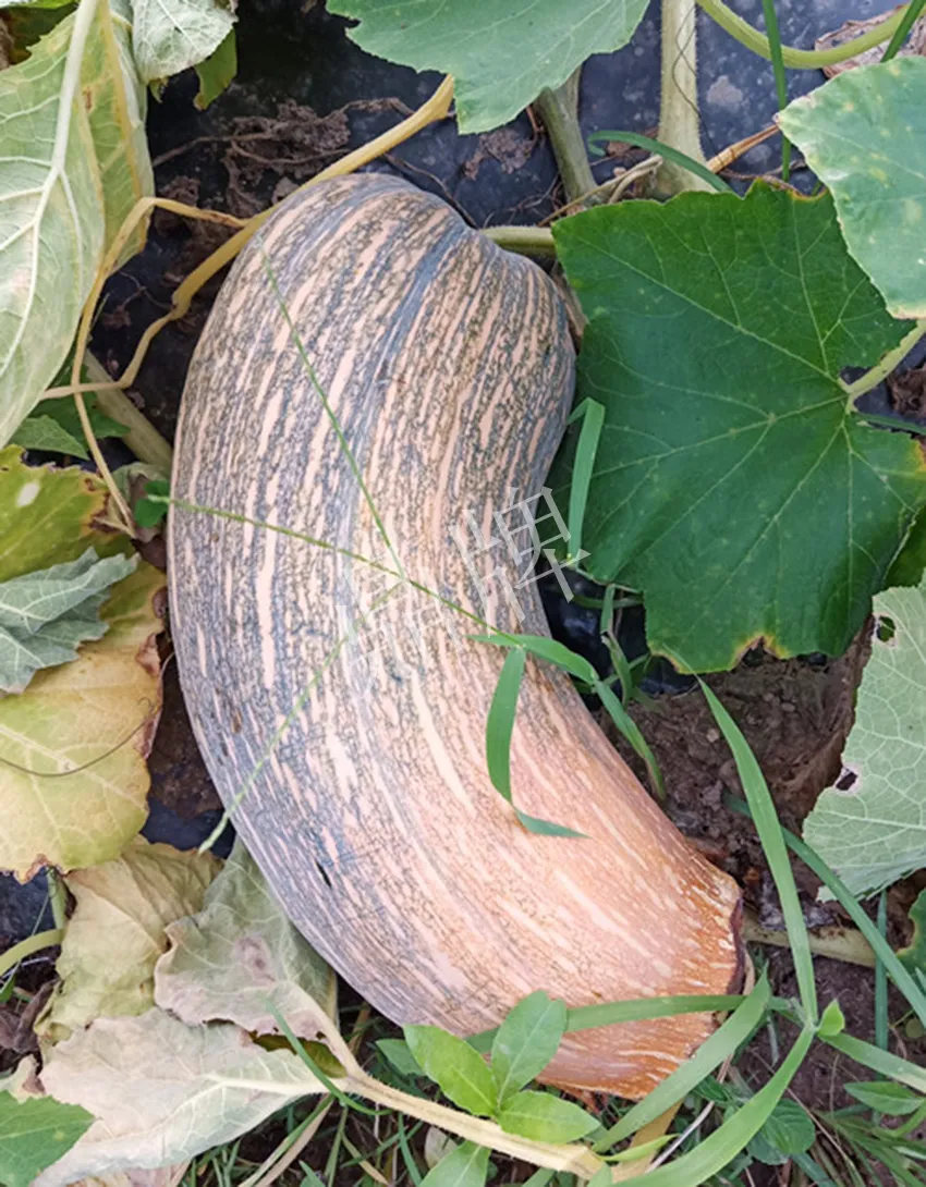 岳陽(yáng)王大年打工多年，選擇回家種南瓜，今年還增加了50畝地