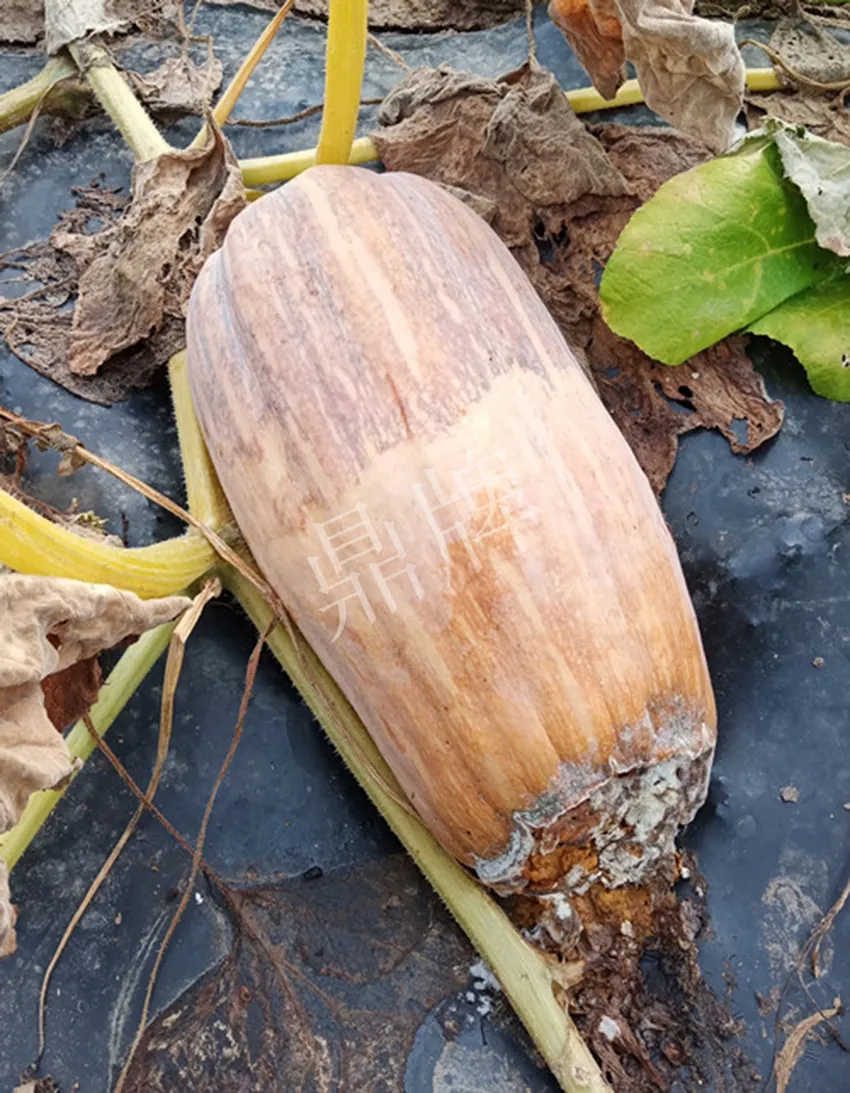 岳陽(yáng)王大年打工多年，選擇回家種南瓜，今年還增加了50畝地