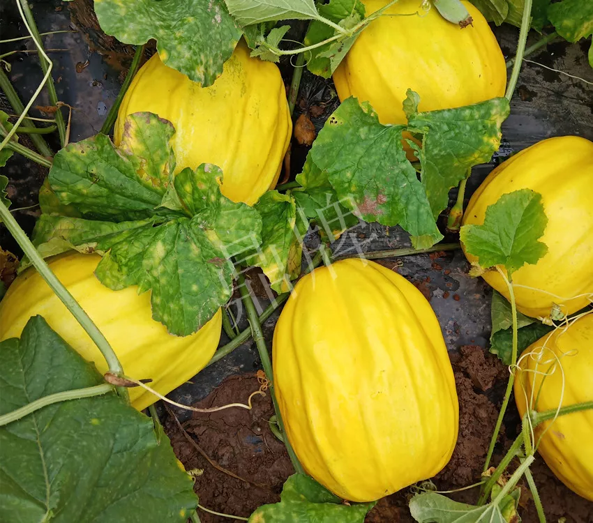 婁底瓜農(nóng)純賺50萬，我這個(gè)“張大膽”榮光了一把