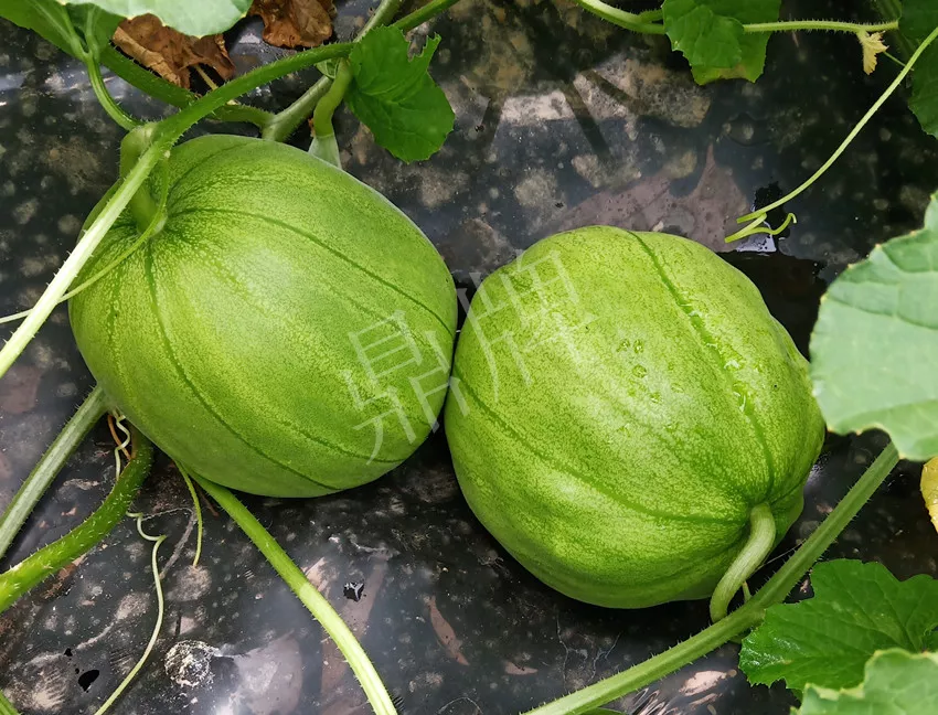 婁底瓜農(nóng)純賺50萬，我這個(gè)“張大膽”榮光了一把