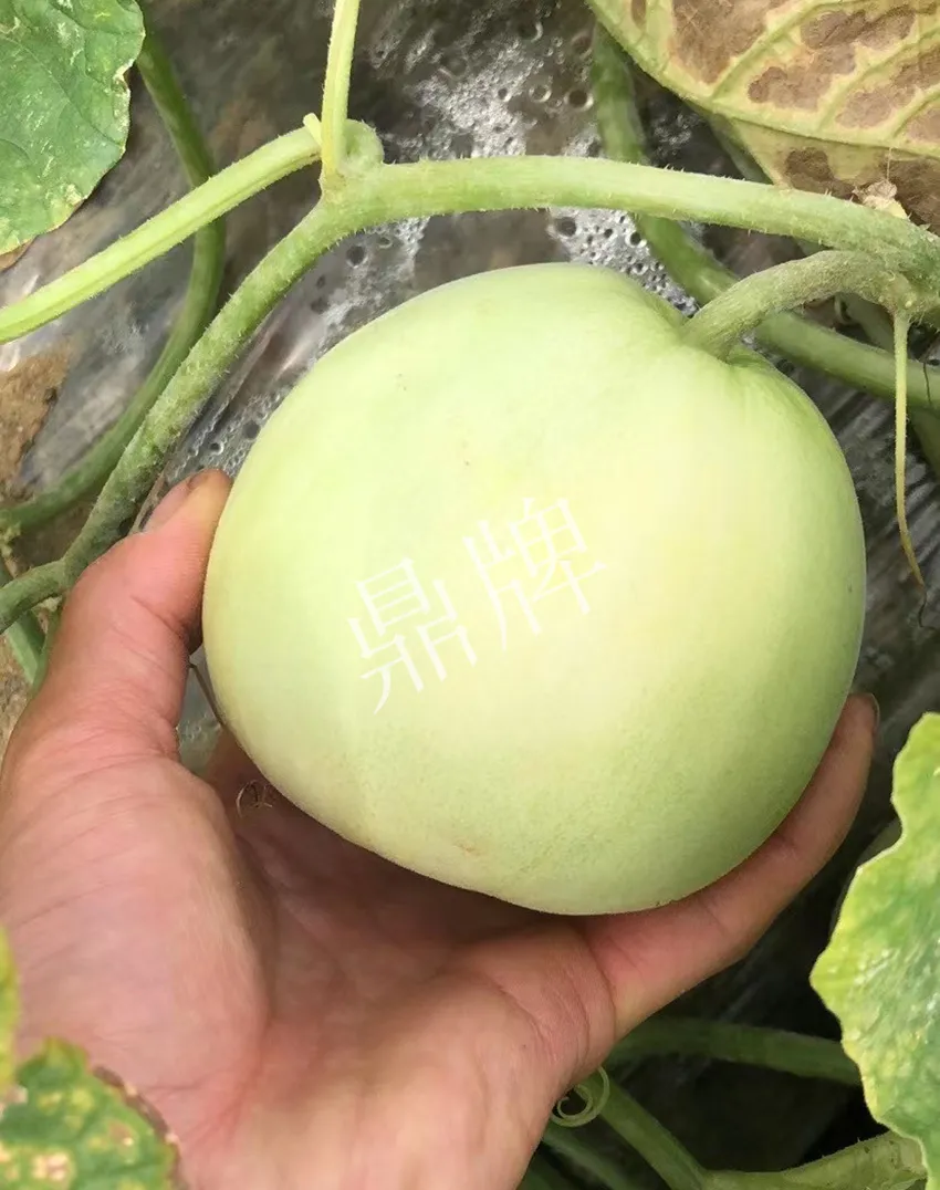 郴州農(nóng)戶種植新品種，果實(shí)又香又甜，很好賣(mài)