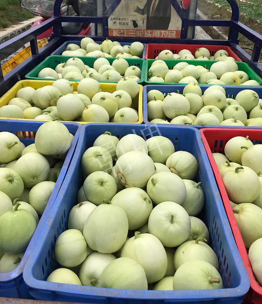 郴州農(nóng)戶種植新品種，果實(shí)又香又甜，很好賣(mài)