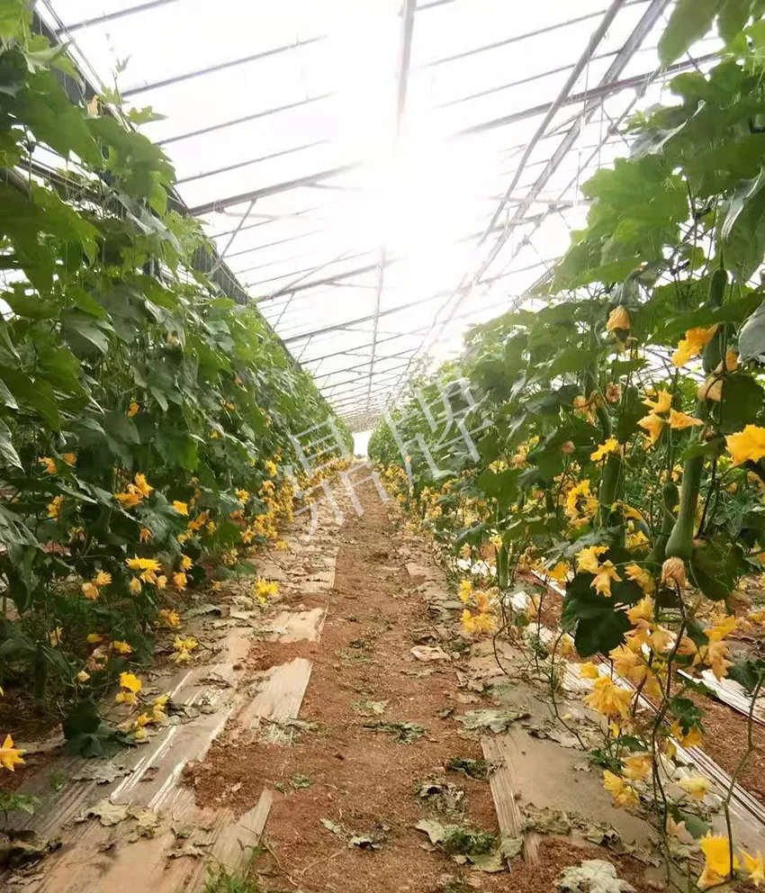 鎮(zhèn)江的何青萍，在法國種植“優(yōu)比1號(hào)”每公斤24元