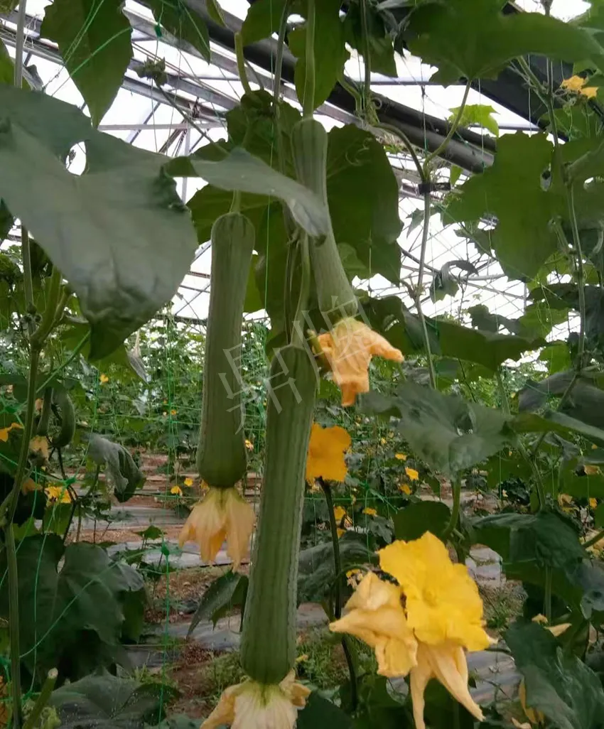 鎮(zhèn)江的何青萍，在法國種植“優(yōu)比1號(hào)”每公斤24元