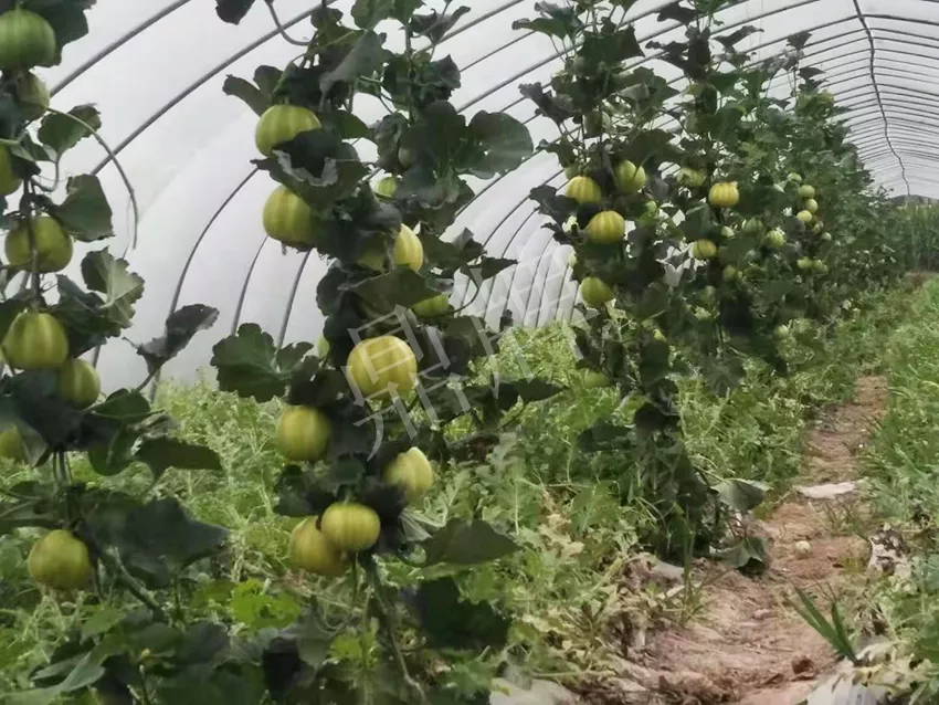 一株坐果15個(gè)，6元1斤，好賣得很