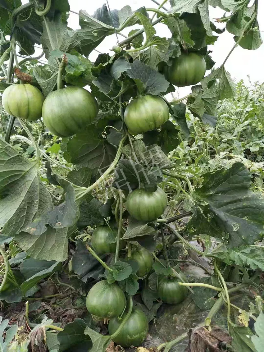 一株坐果15個(gè)，6元1斤，好賣得很