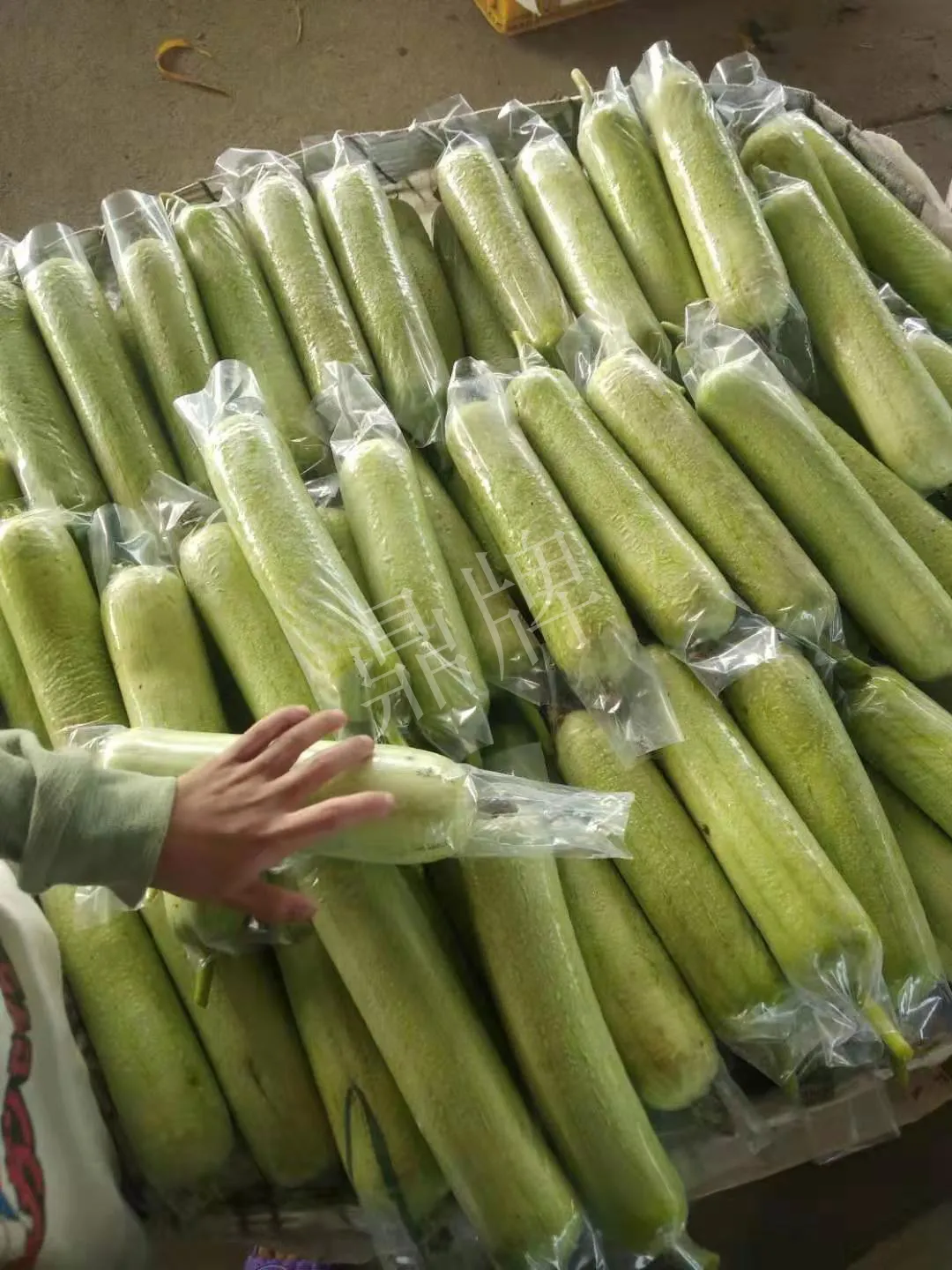 這個絲瓜每畝能掙3萬，沒種植的農(nóng)戶后悔得拍大腿