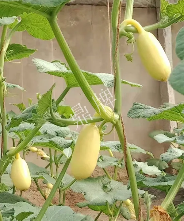 河南3月中旬就上市的“黃金筍瓜”，能買到14元/斤
