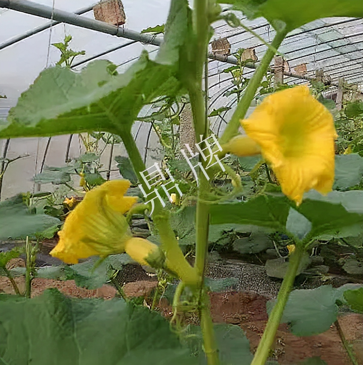 河南3月中旬就上市的“黃金筍瓜”，能買到14元/斤