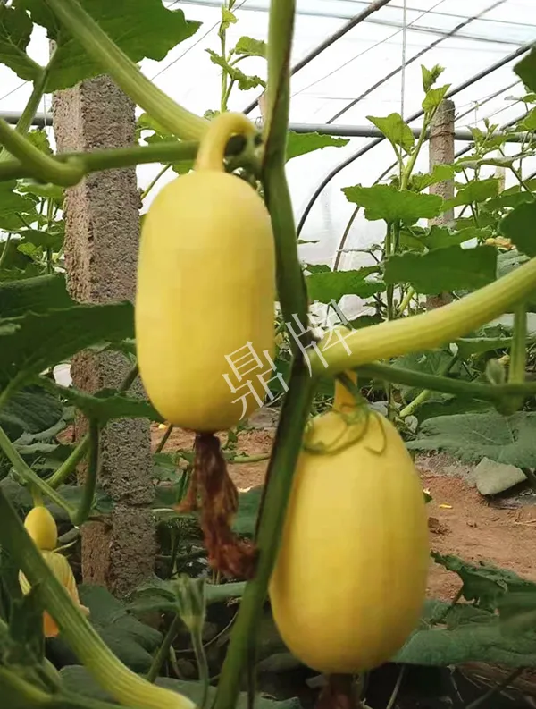 河南3月中旬就上市的“黃金筍瓜”，能買到14元/斤