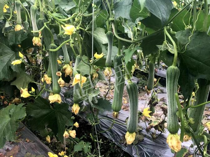 蔬菜種子種植戶客戶點(diǎn)評-這個(gè)絲瓜品種，找不到競爭對手……