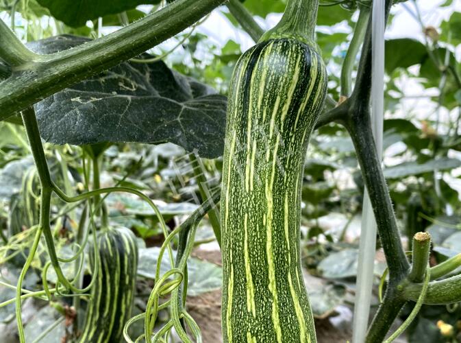 蔬菜種子種植戶客戶點(diǎn)評-打破常規(guī)，我的南瓜賣7元1斤……