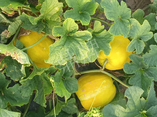 蔬菜種子種植戶客戶點(diǎn)評-種它！種它！高溫季節(jié)就種它！