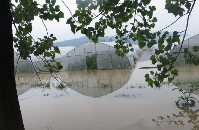 蔬菜種子種植戶客戶點(diǎn)評-可惜了！我的甜瓜被水淹了，還有救嗎？