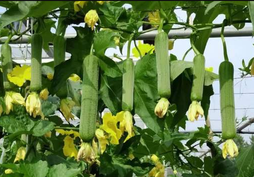 蔬菜種子種植戶客戶點(diǎn)評(píng)-每畝收入2萬元！這個(gè)絲瓜品種大受歡迎！