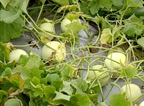 蔬菜種子種植戶客戶點(diǎn)評(píng)-種植甜瓜20年，這個(gè)品種讓我更省心！