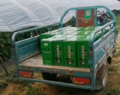 蔬菜種子種植戶客戶點(diǎn)評(píng)-很暢銷！團(tuán)購(gòu)6元一斤，這瓜夠香、夠甜、夠得勁兒！