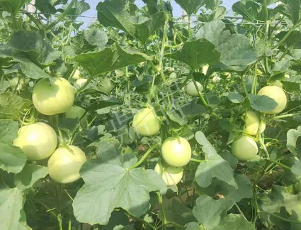 蔬菜種子種植戶客戶點評-種植這個新品種，我感到非常滿意！