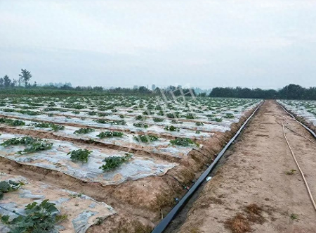 蔬菜種子種植戶客戶點評-80后大廚回鄉(xiāng)種甜瓜，第一年就賺15萬！