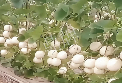 蔬菜種子種植戶客戶點評-現(xiàn)在的瓜菜價格不好，但我種植的優(yōu)質(zhì)甜瓜還是有好的收入！