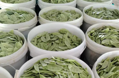 蔬菜種子種植戶客戶點評-時隔20年，我再種這個品種，大家來看看，怎么樣？