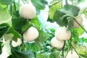 蔬菜種子種植戶客戶點評-丁老板說：種植這個品種，獲得了滿意的收入，確實“爽歪歪”