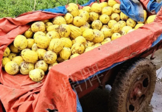 蔬菜種子種植戶客戶點評-持續(xù)暴雨天氣，這個品種幫我們渡過了難關(guān)，收入還滿意！