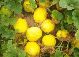 蔬菜種子種植戶客戶點(diǎn)評(píng)-瓜農(nóng)說：“還得是這個(gè)品種?。　?，什么品種讓種植戶如此感慨？