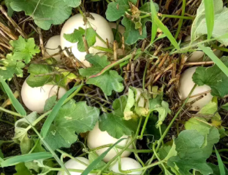 蔬菜種子種植戶客戶點(diǎn)評(píng)-一個(gè)會(huì)寫詩(shī)的農(nóng)民，把甜瓜種在草叢中，結(jié)果怎樣？