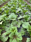 蔬菜種子種植戶客戶點(diǎn)評(píng)-第一次種植這種菜，現(xiàn)在可以上市了，大家?guī)臀医ㄗh一下，能賣個(gè)什么價(jià)格？