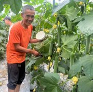 蔬菜種子種植戶客戶點(diǎn)評-干農(nóng)業(yè)，有喜悅嗎？有的，請看！