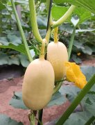 蔬菜種子種植戶客戶點(diǎn)評-瓜菜價(jià)格不好，太卷了！看一位種植大戶穩(wěn)穩(wěn)賺錢的經(jīng)驗(yàn)…