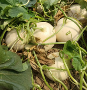 蔬菜種子種植戶客戶點(diǎn)評-我種植的這個(gè)品種，稱得上“白馬王子”，與大家分享！