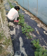 蔬菜種子種植戶客戶點(diǎn)評-我想要一個(gè)抗高溫又品質(zhì)優(yōu)良的甜瓜品種，終于找到了！